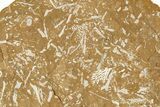 Ordovician Kukersite Oil Shale with Bryozoan Fossils - Russia #368960-1
